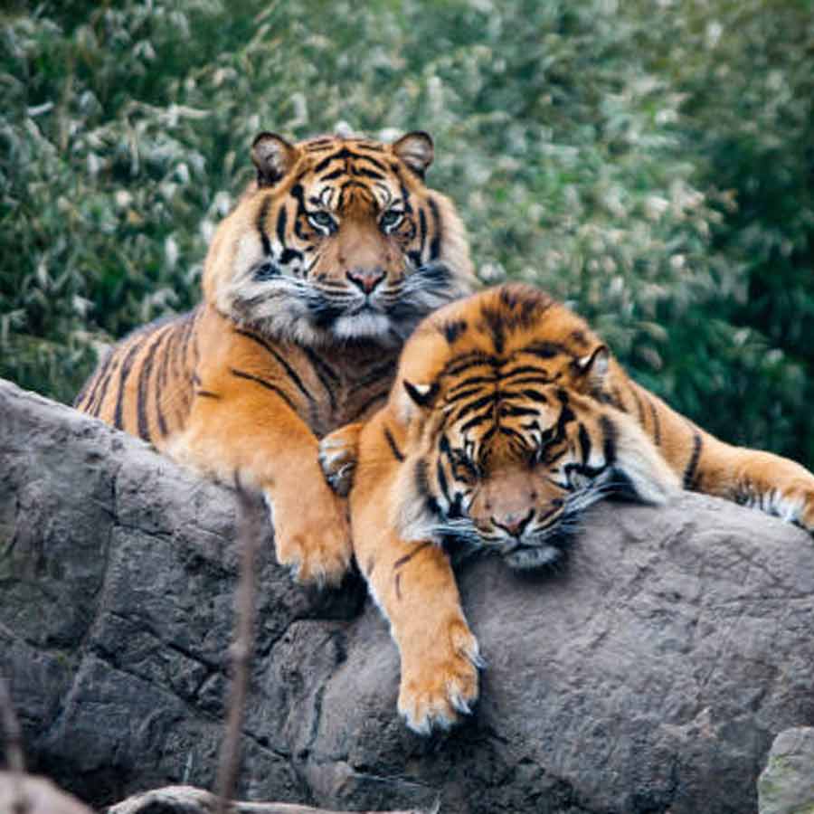 ২৪ ঘণ্টায় পর পর দুই বাঘিনীর মৃত্যু আলিপুর চিড়িয়াখানায়! কী ভাবে? ঘনাচ্ছে রহস্য, তদন্তের নির্দেশ